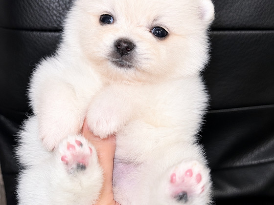 Pomeranian