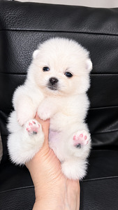 Pomeranian (1 valokuva sivusta 6)