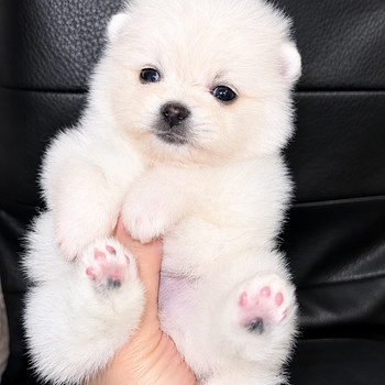 Pomeranian