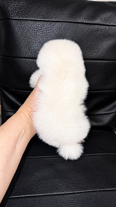 Pomeranian (2 valokuva sivusta 6)