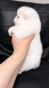 Pomeranian (3 valokuva sivusta 6)