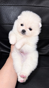 Pomeranian (4 valokuva sivusta 6)