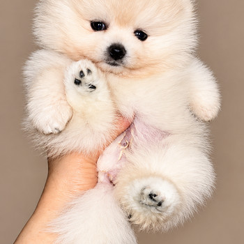 Pomeranian