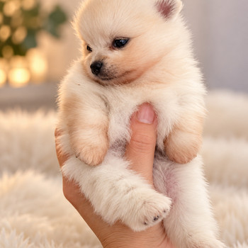 Pomeranian