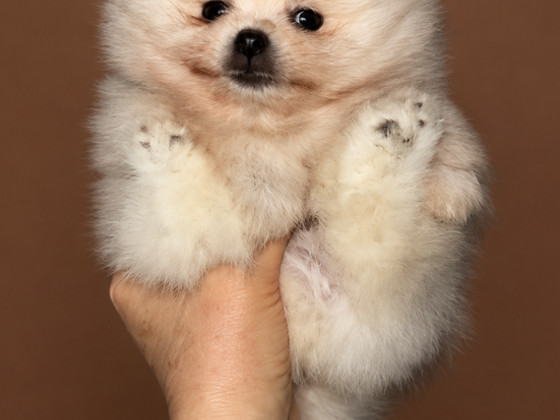 Pomeranian