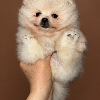 Pomeranian