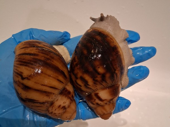 Archachatina marginata ovum