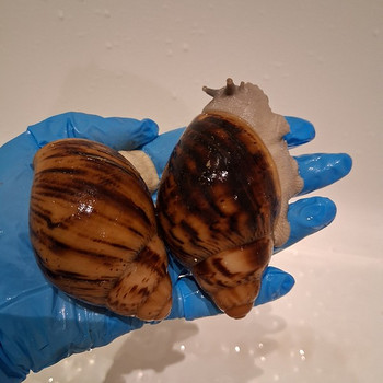 Archachatina marginata ovum