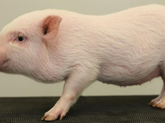 Minipig