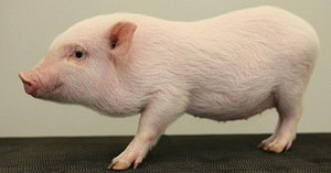 Minipig (1 foto / 1)