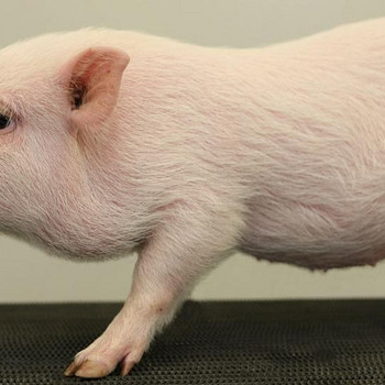 Minipig