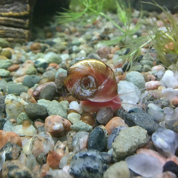 Tigu akvaariumi jaoks , planorbidae