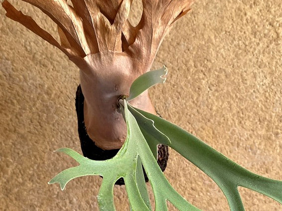 Platycerium Willicnkii