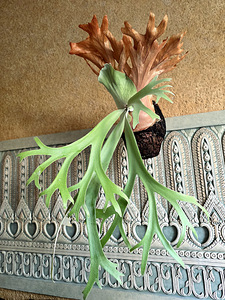 Platycerium Willicnkii (2 фото из 3)