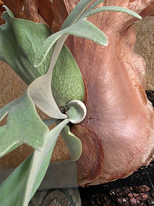 Platycerium Willicnkii (3 фото из 3)