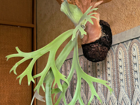 Platycerium Willicnkii