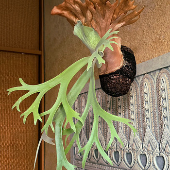 Platycerium Willicnkii