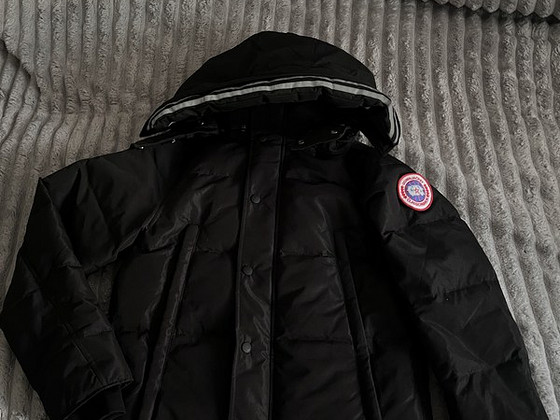 Canada goose, koopia