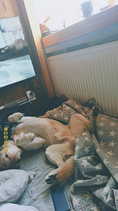 Выгул собак (1 фото из 1)