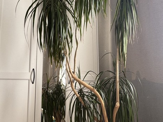 Suur draakonipuu (palm) ~ 2 m, dekoratiivtaim