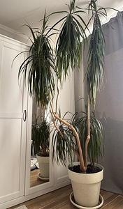 Suur draakonipuu (palm) ~ 2 m, dekoratiivtaim (1 foto / 5)