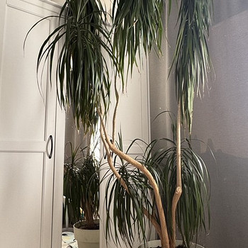 Suur draakonipuu (palm) ~ 2 m, dekoratiivtaim