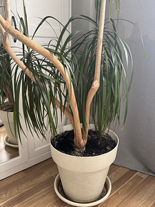 Suur draakonipuu (palm) ~ 2 m, dekoratiivtaim (2 foto / 5)