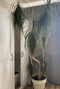 Suur draakonipuu (palm) ~ 2 m, dekoratiivtaim (3 foto / 5)