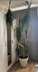 Suur draakonipuu (palm) ~ 2 m, dekoratiivtaim (4 foto / 5)