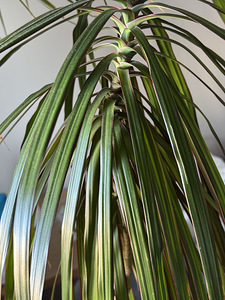 Suur draakonipuu (palm) ~ 2 m, dekoratiivtaim (5 foto / 5)