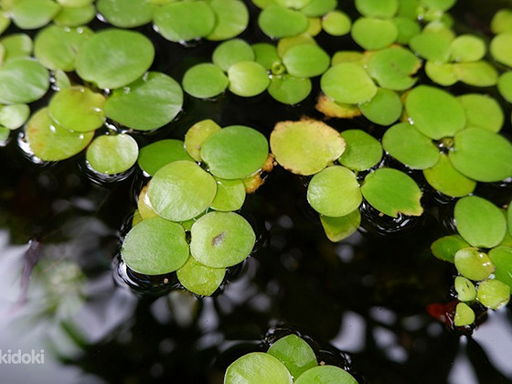 Vallisneria, sarvik, veesõnajalad ja muud taimed