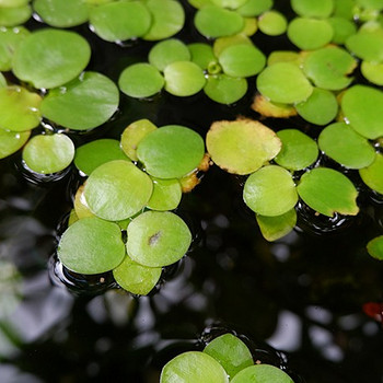 Vallisneria, sarvik, veesõnajalad ja muud taimed