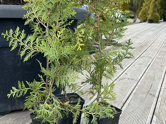 Elupuu Brabant 30-50cm P9