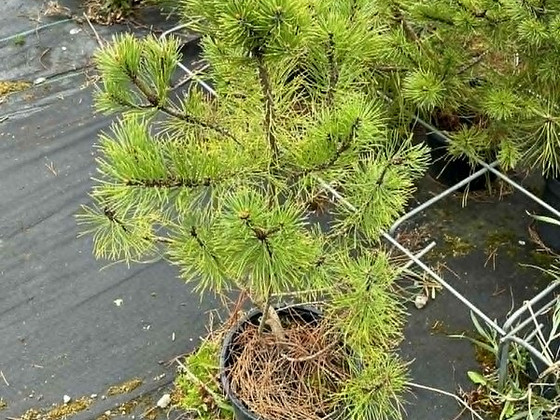 Mägimänd 30-50cm