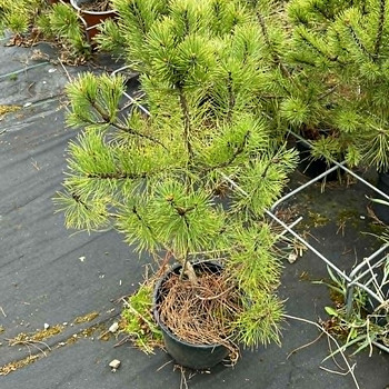 Mägimänd 30-50cm