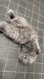 Scottish Fold (1 valokuva sivusta 3)