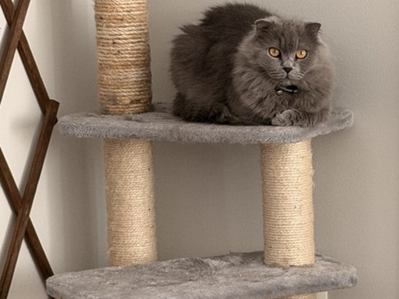 Scottish Fold