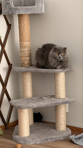 Scottish Fold (2 valokuva sivusta 3)