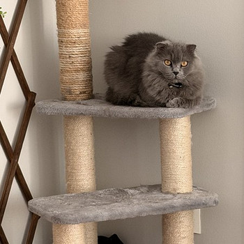Scottish Fold