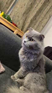 Scottish Fold (3 valokuva sivusta 3)