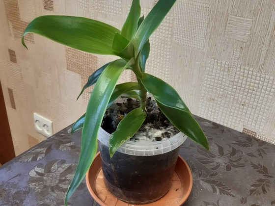 Kuldvunts (Callisia fragrans)