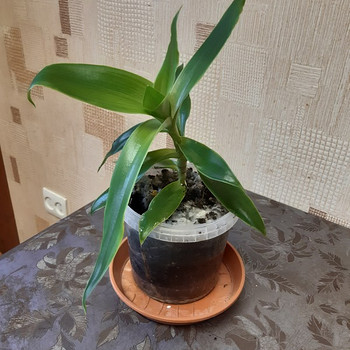 Kuldvunts (Callisia fragrans)