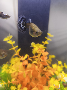 Guppi kalad (2 foto / 7)