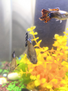Guppi kalad (4 foto / 7)