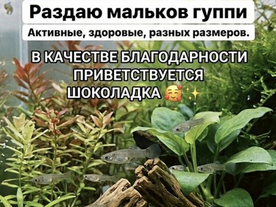 Рыбки Гуппи