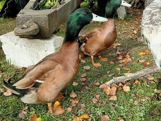Khaki campell munapardi haudemunad.