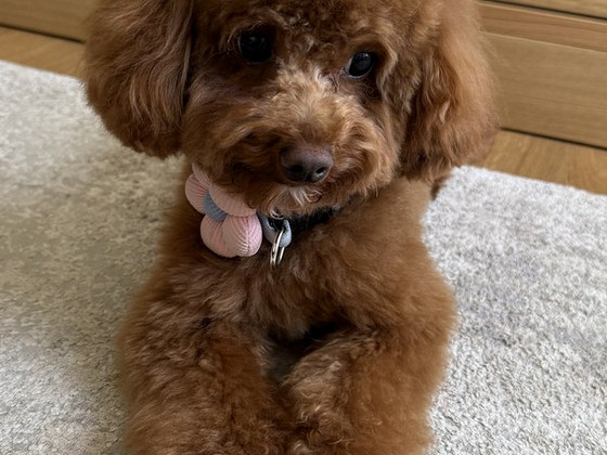 Maltipoo isane paaritamiseks