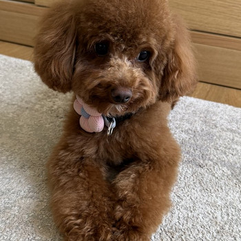 Maltipoo isane paaritamiseks