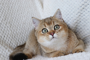 Британские котята (2 фото из 4)