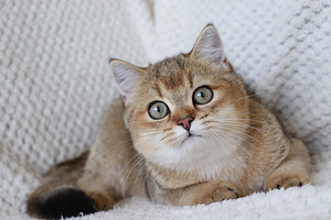 Британские котята (1 фото из 4)